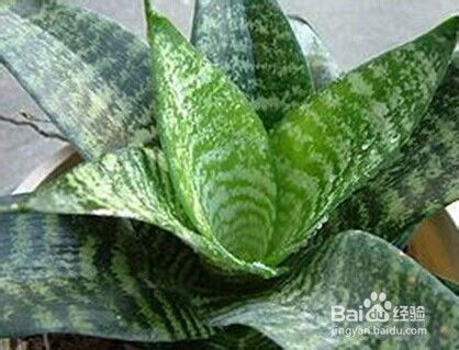 适合秋季种植的花卉盆栽