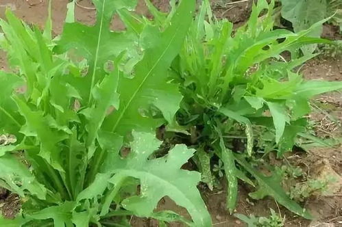 “在院子里种植薄荷有哪些自然护理和美食享受的好处及种植方法