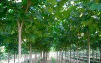 国槐树苗价格一览表