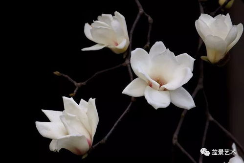 第一章：扦插的基本知识