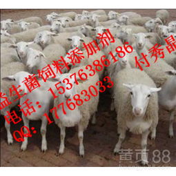 新民反刍饲料中，世界十大反刍饲料品牌有哪些推荐？