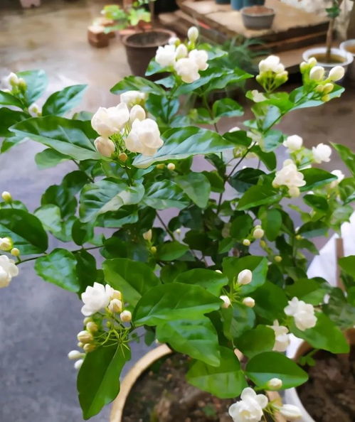 茉莉花的修剪时间