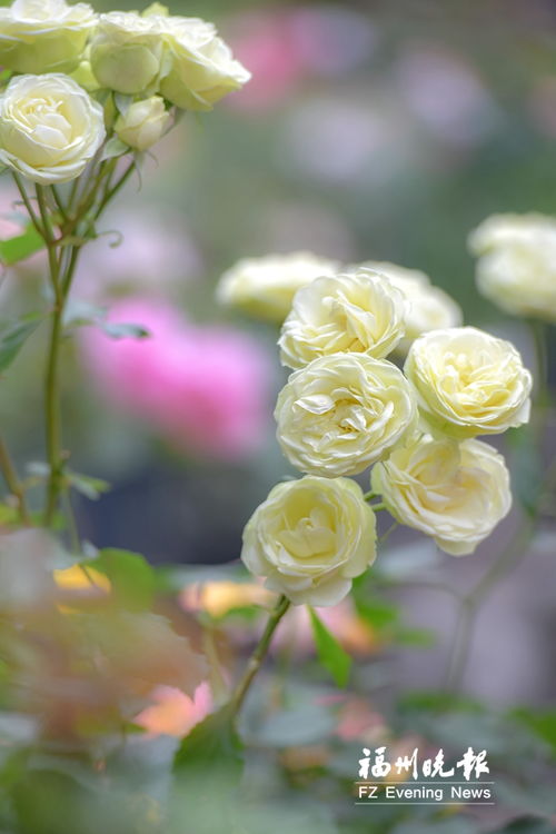 月季花开满园香，吸引游客纷纷而至