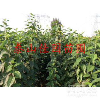 苗圃直销， 价格透明