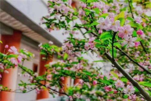 杏子盛夏绽放，花果双艳！