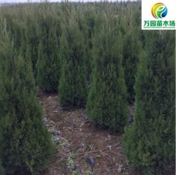 移栽技巧，成活有保障