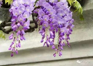 品种繁多，选择合适品种是关键