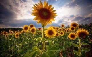 向日葵：阳光下的坚毅之花，独立精神，照亮人生！