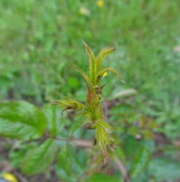 月季新芽枯死，揭秘三大凶手