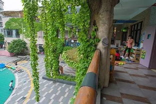 边坡绿化，爬山虎、醡浆草等植物固土作用强