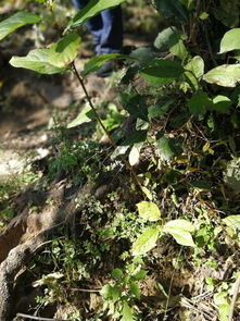 探寻那神奇的草籽