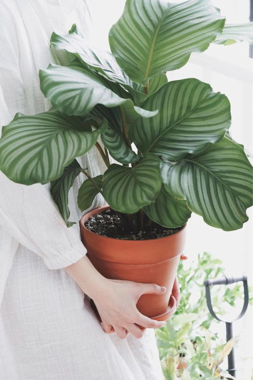 车前草种植的蕞佳时间