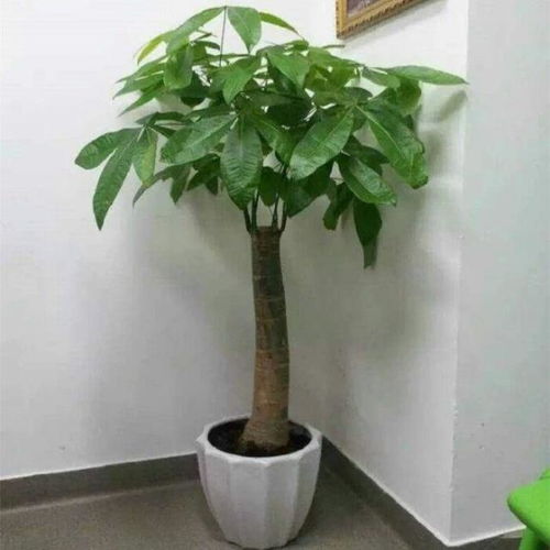 耐阴植物种树下？试试这几种