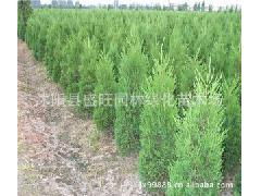 蜀桧的别名探秘