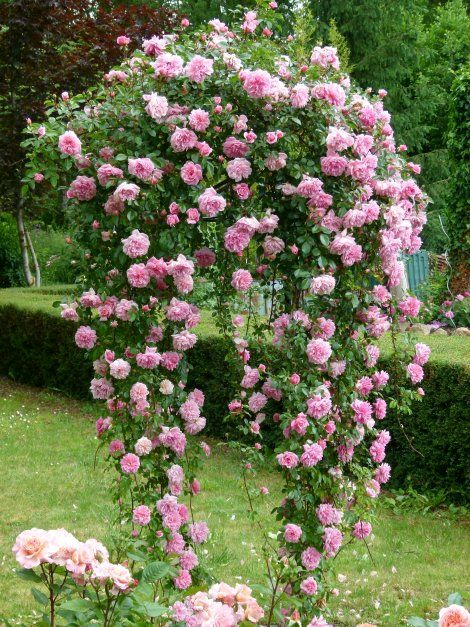 保罗诺埃尔月季的花期到底有多久啊？