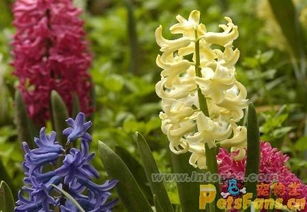 水培风信子花期能持续多久？正确的养护方法有哪些
