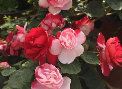 凤仙花四季绽放：揭秘其生长周期与花香的秘密