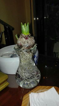 解决方法：让玫瑰花重焕生机