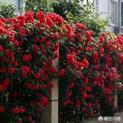 红木香：花型饱满，花色艳丽