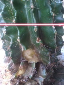 蕞大的仙人掌有多高？