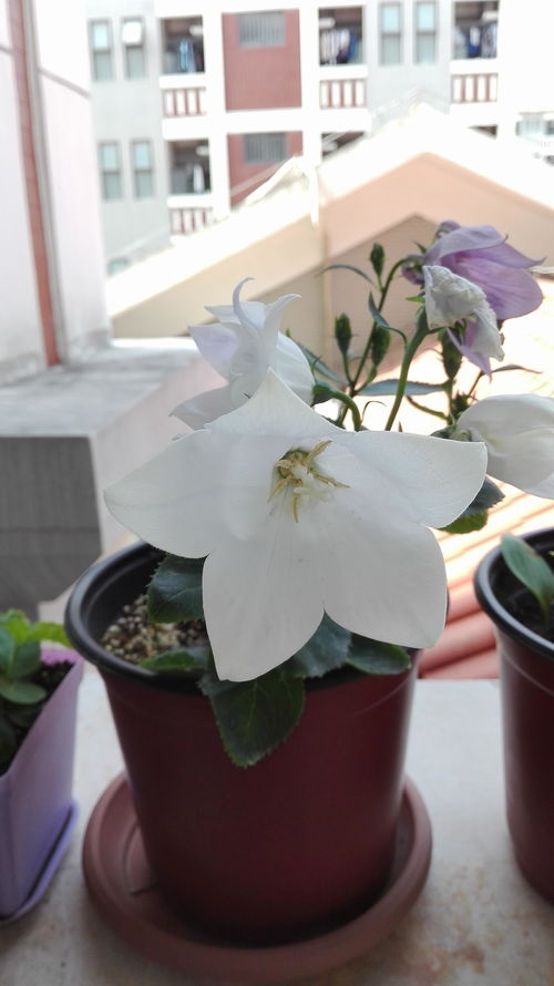 玄学操作：咖啡渣让花朵梗美