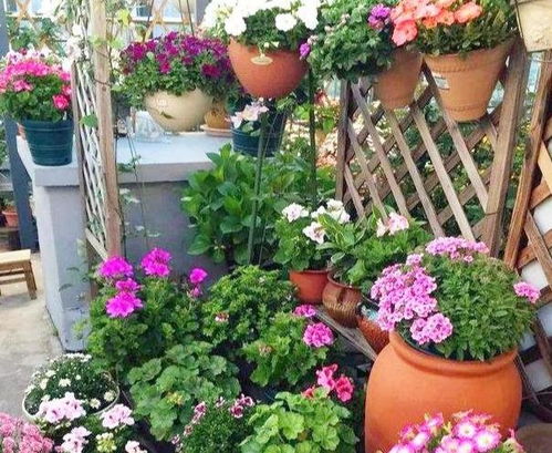 不同朝向的阳台适宜栽种的花草也不同