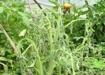 三环唑与中生菌素，搭配效果geng佳