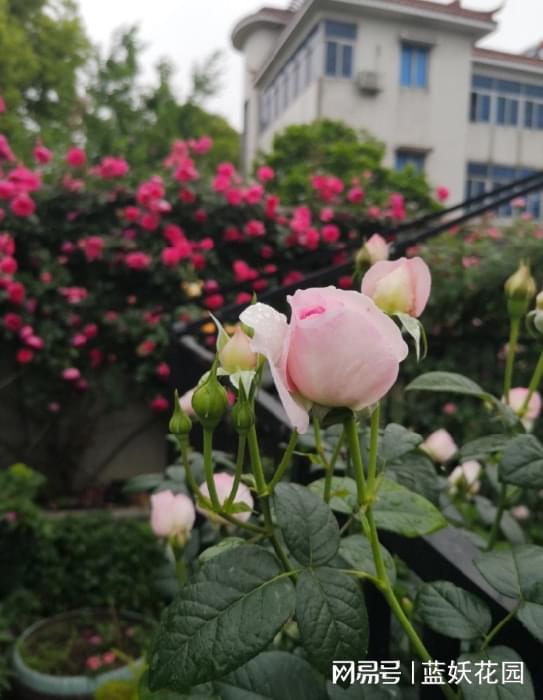 月季花苞的秘密：花多多和磷酸二氢钾的混搭之道