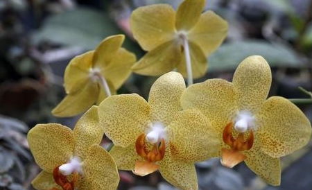 松树皮种兰花，美得不行