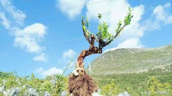 黄杨枝条徒长的烦恼