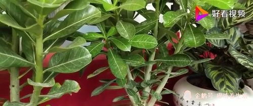 玫瑰花怎么养长得好？掌握这些技巧
