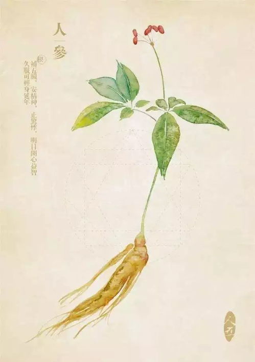 人参了哥王三七