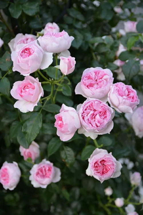 月季花开，美得不可方物