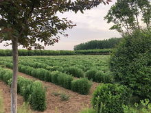 昆仑生物种植户的经验