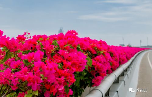 盆栽三角梅品种大盘点