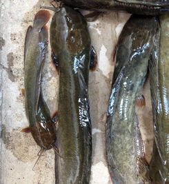 珠海哪里有收购黑鱼的地方？想买白蕉海鲈去哪里购买最正宗？