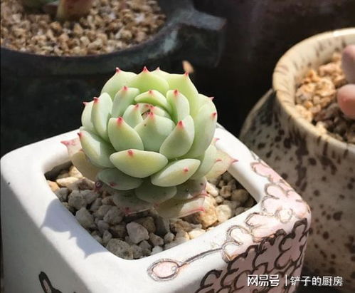 夏天多肉植物在什么时候需要浇水最合适
