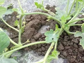 梨果锈病，梨树的“顽疾”