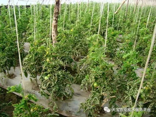 仲丁灵除草剂使用方法