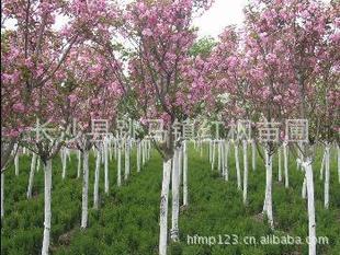 7. 樱花：春天的使者