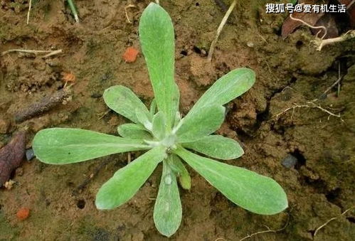 春季蔬菜品种推荐