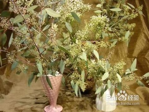 玫瑰花干花制作，如何留住美丽瞬间