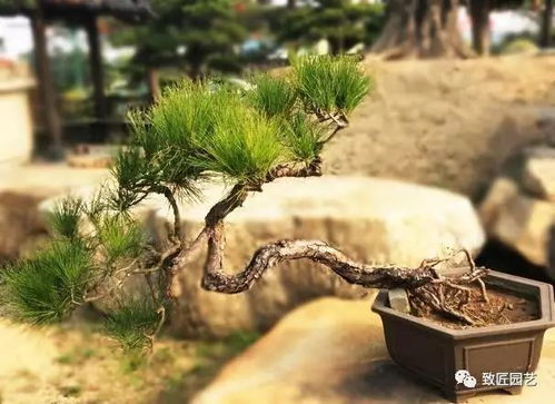 山松盆景冬天如何养护才能安全过冬