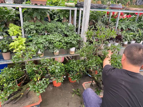 勿忘我花种子市场价波动大，品种繁多