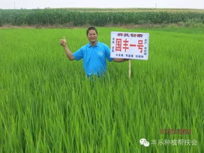 水稻田乙草胺封闭效果揭秘