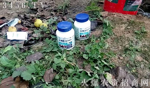 烈日暴晒与黑色塑料膜