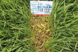 3. 24%乙氧氟草醚乳油