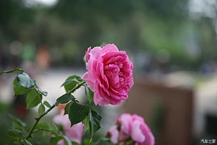 给闺蜜选花， 情谊浓烈如花