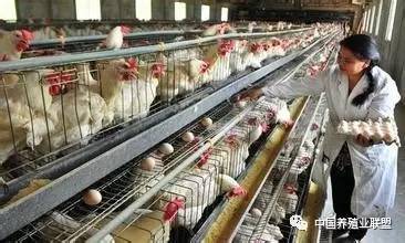 泸州一养鸡户专注乌鸡养殖，鸡蛋成为主打产品