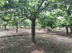 花红园的绿意盎然